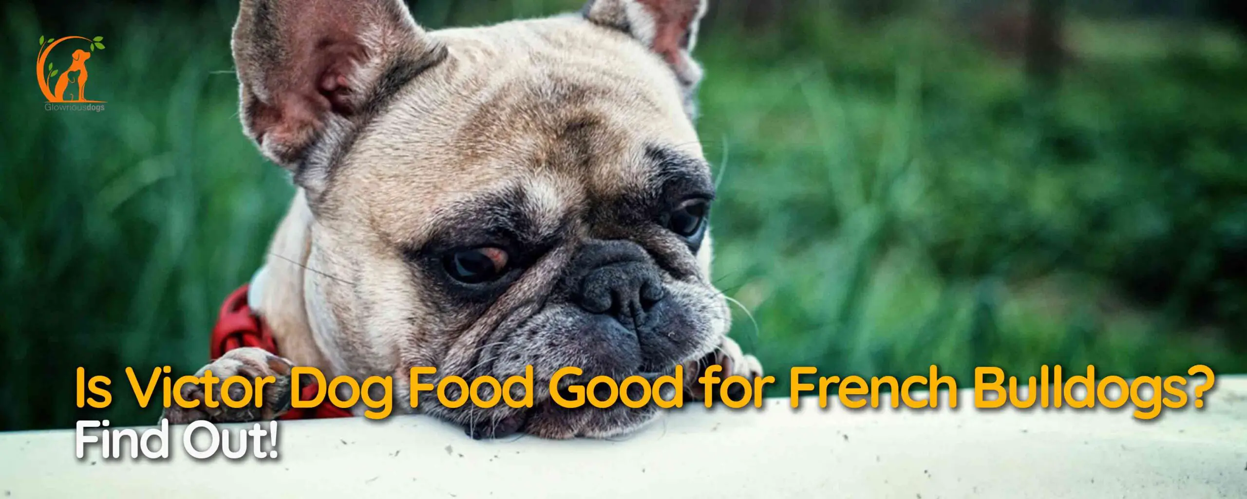 Is Victor Dog Food Good for French Bulldogs? Find Out!