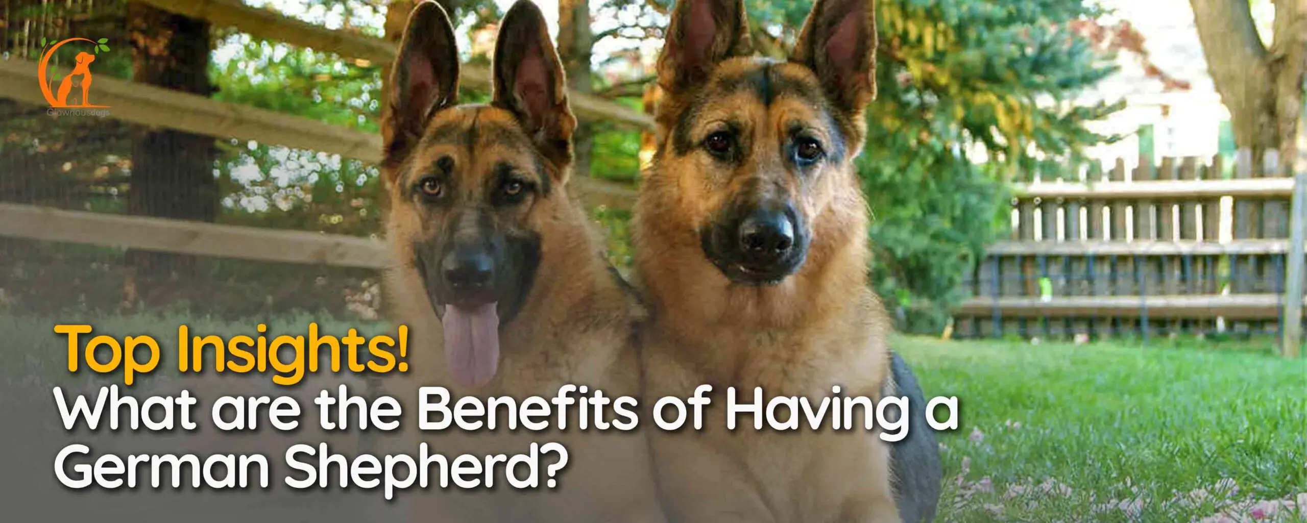 What are the Benefits of Having a German Shepherd