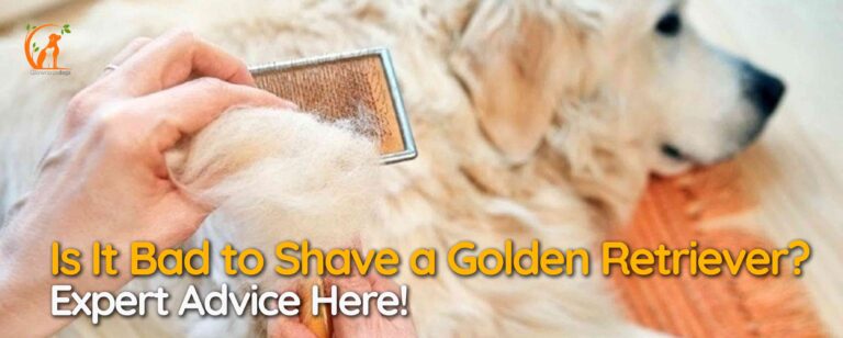 Is It Bad to Shave a Golden Retriever? Expert Advice Here!