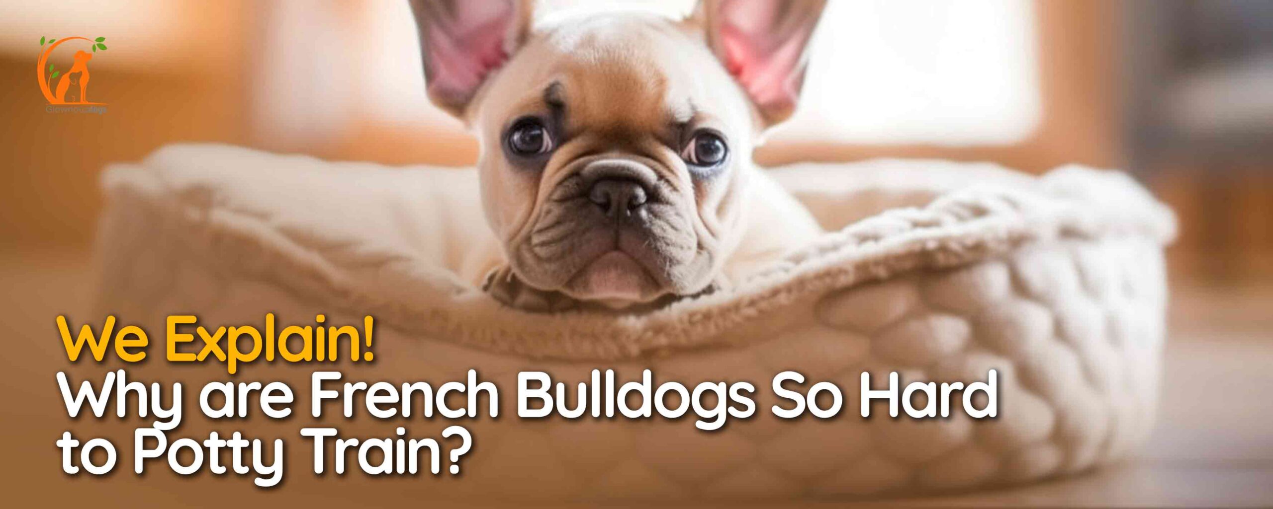 Why are French Bulldogs So Hard to Potty Train