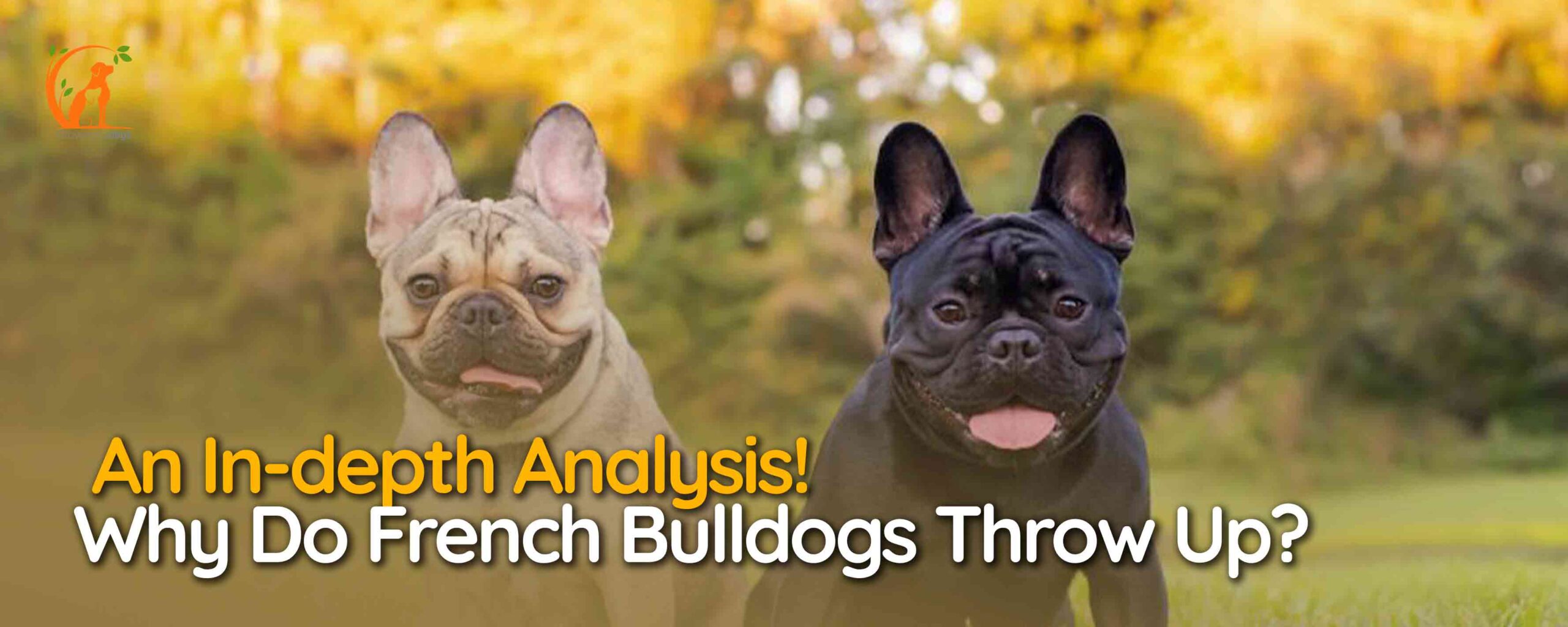 Why Do French Bulldogs Throw Up
