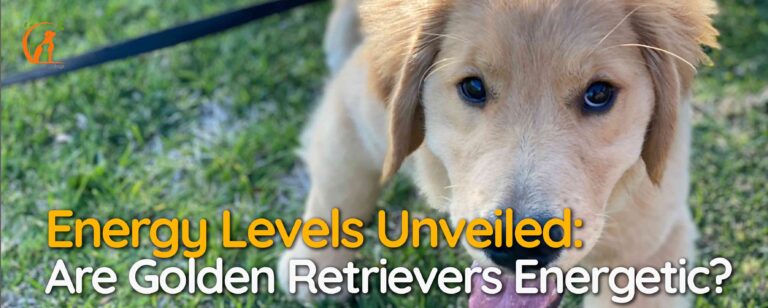 Energy Levels Unveiled: Are Golden Retrievers Energetic?