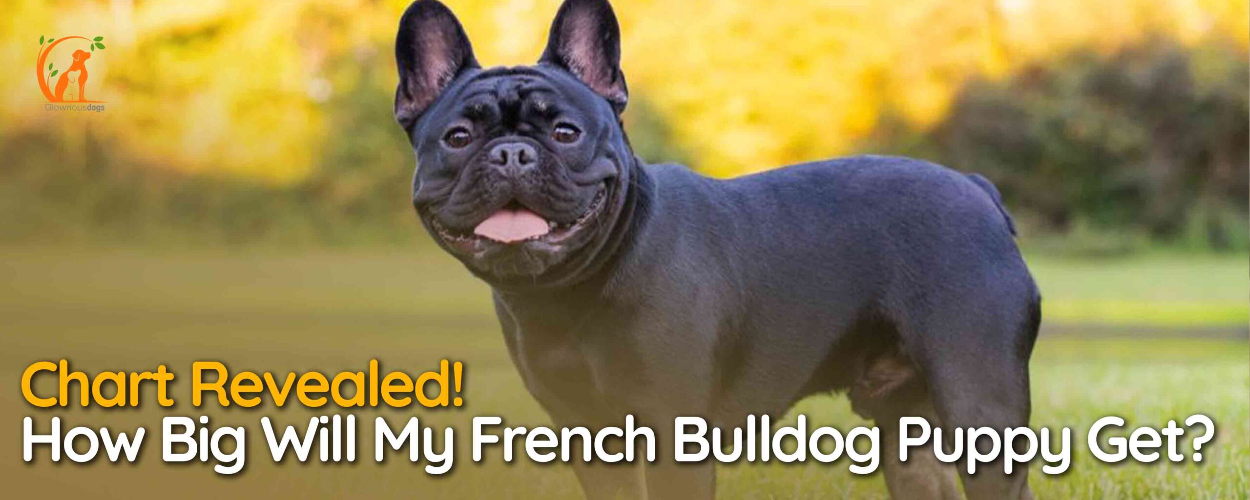 How Big Will My French Bulldog Puppy Get