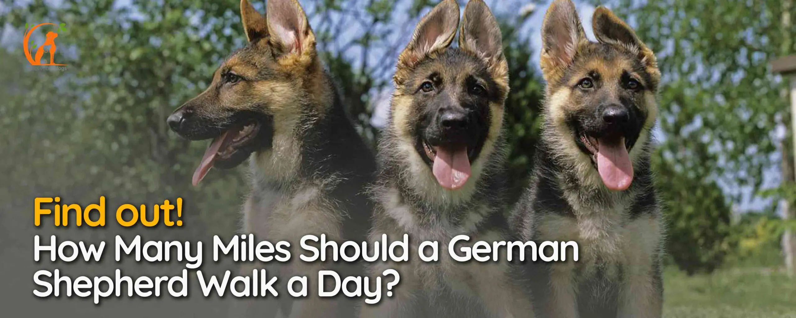 How Many Miles Should a German Shepherd Walk a Day