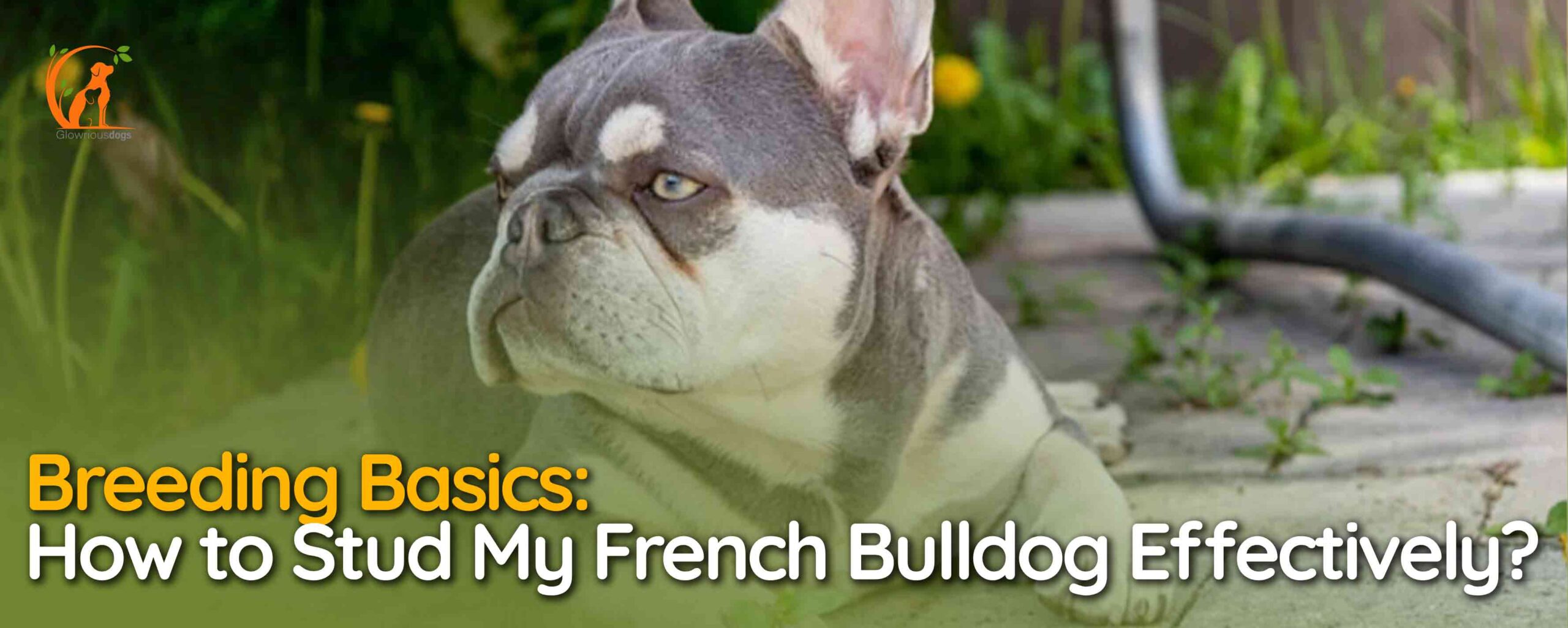 How to Stud My French Bulldog