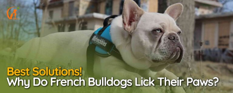 Why Do French Bulldogs Lick Their Paws