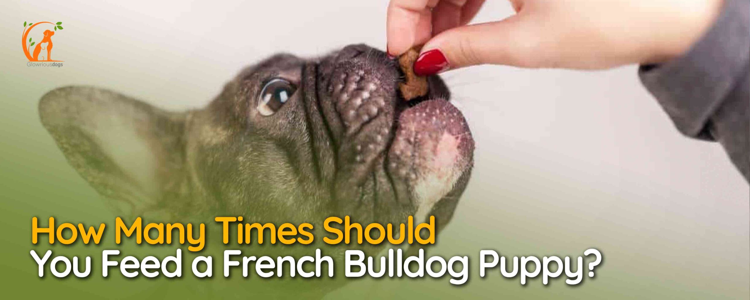 How Many Times Should You Feed a French Bulldog Puppy