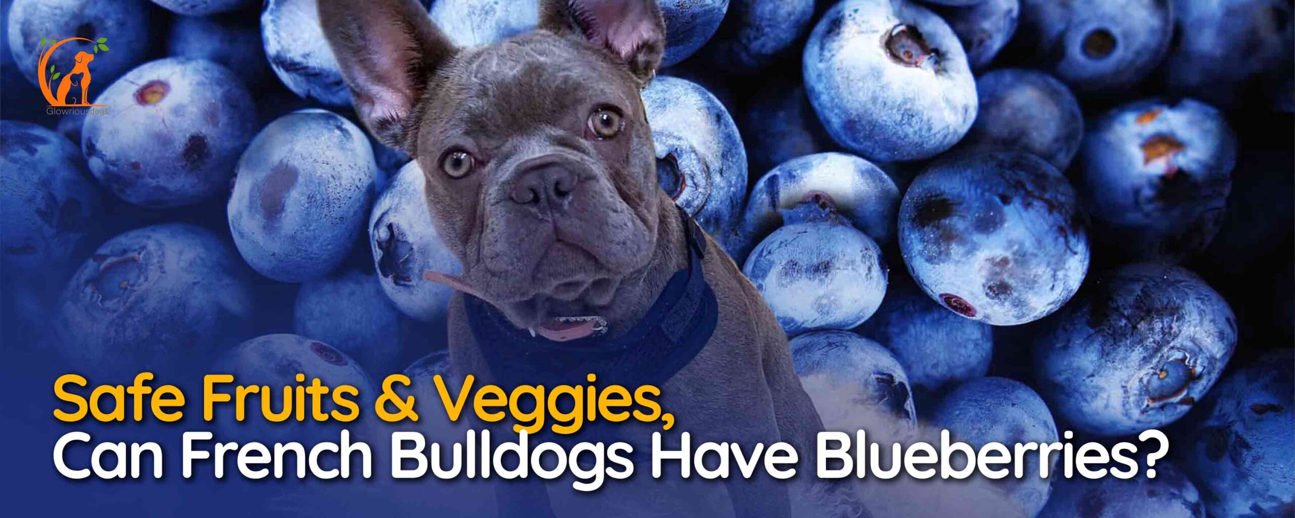Can French Bulldogs Have Blueberries