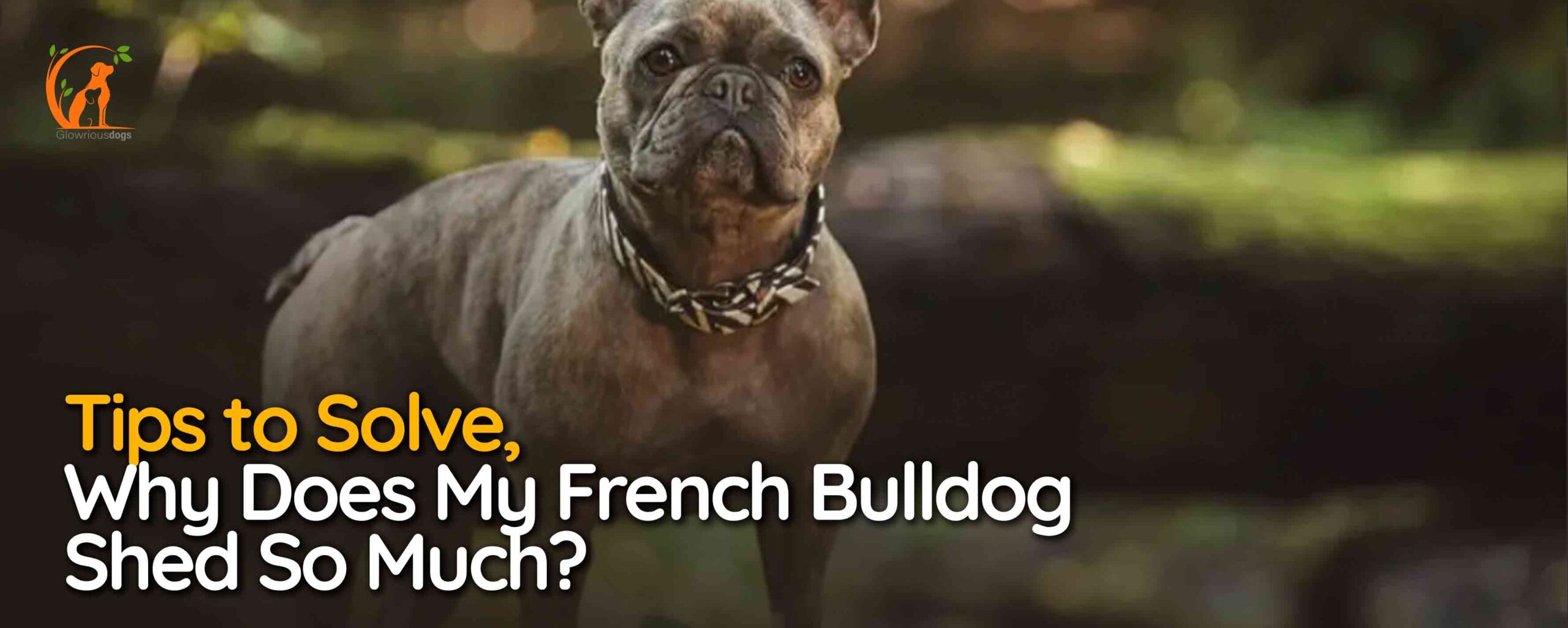 Why Does My French Bulldog Shed So Much