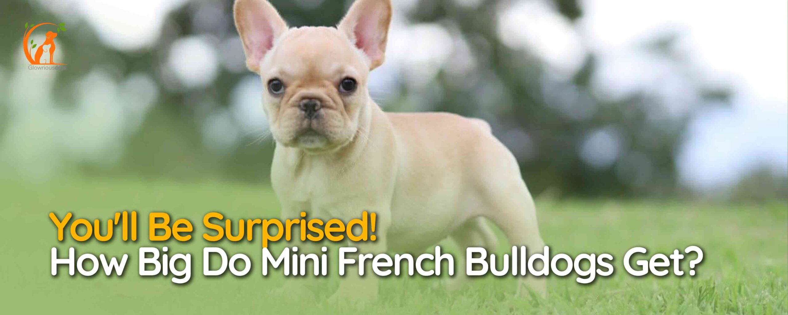 How Big Do Mini French Bulldogs Get