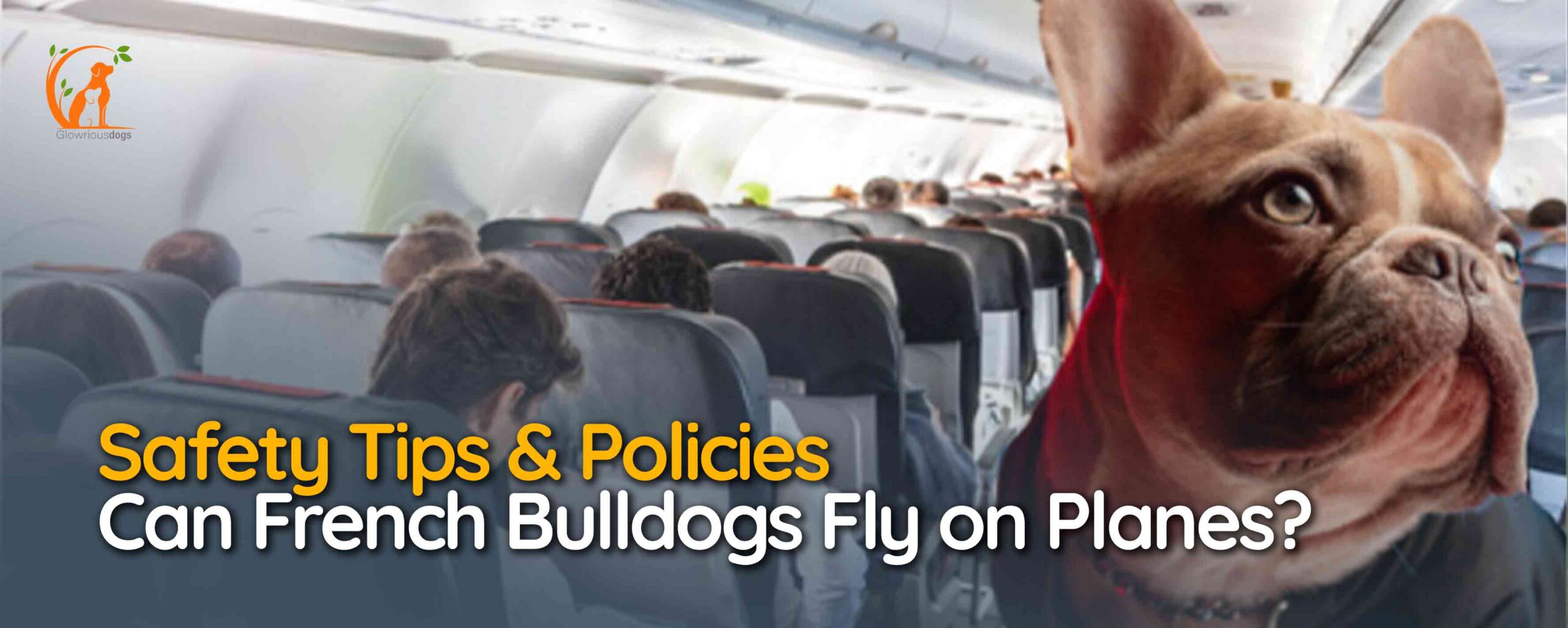 Can French Bulldogs Fly on Planes
