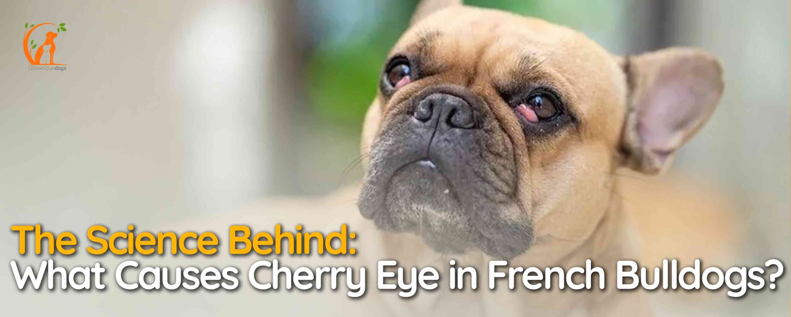 What Causes Cherry Eye in French Bulldogs