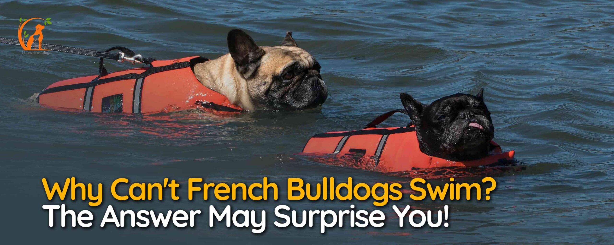 Why Can't French Bulldogs Swim