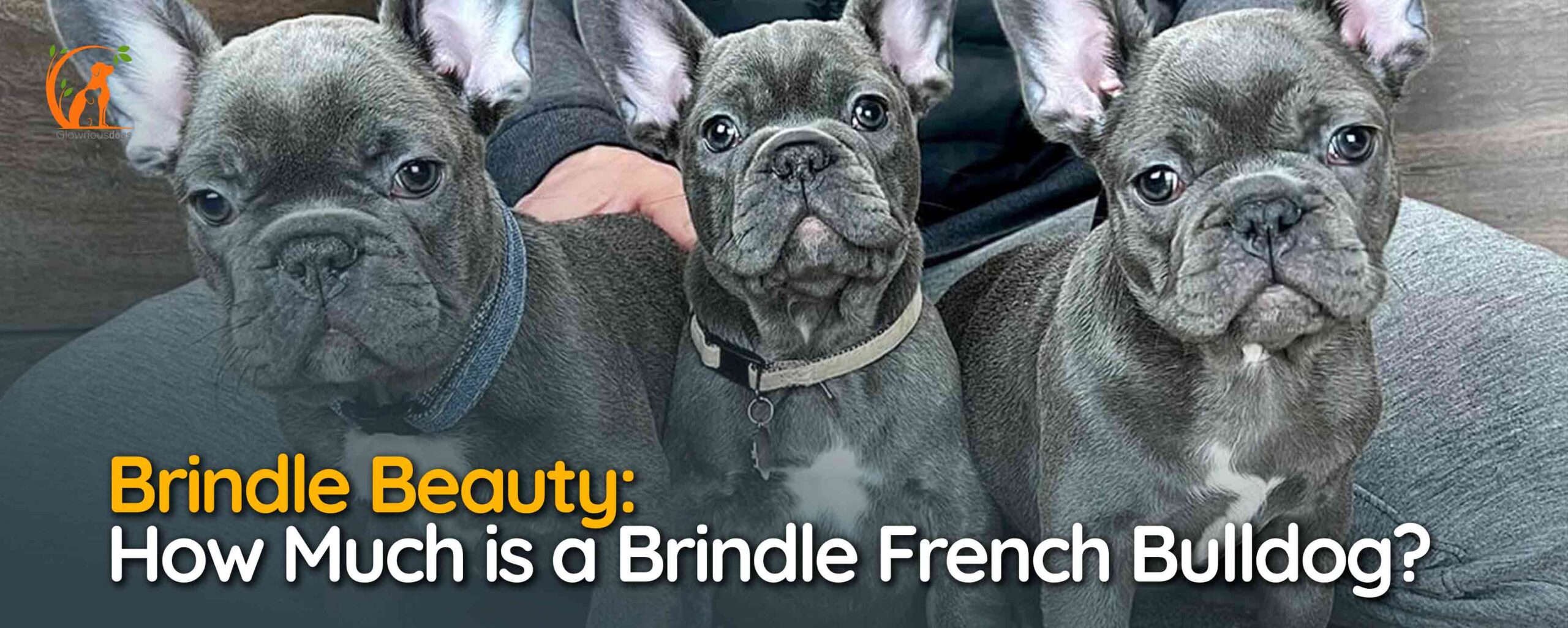 How Much is a Brindle French Bulldog