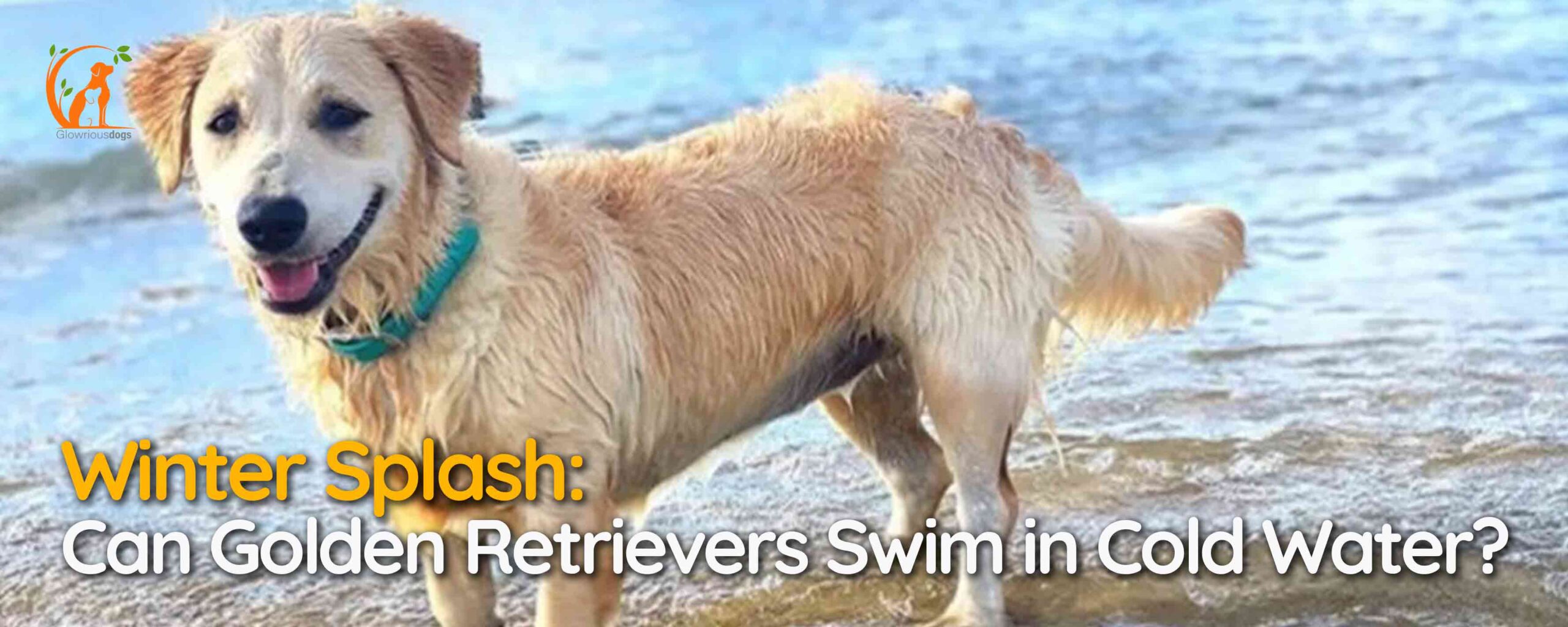 Winter Splash: Can Golden Retrievers Swim in Cold Water?