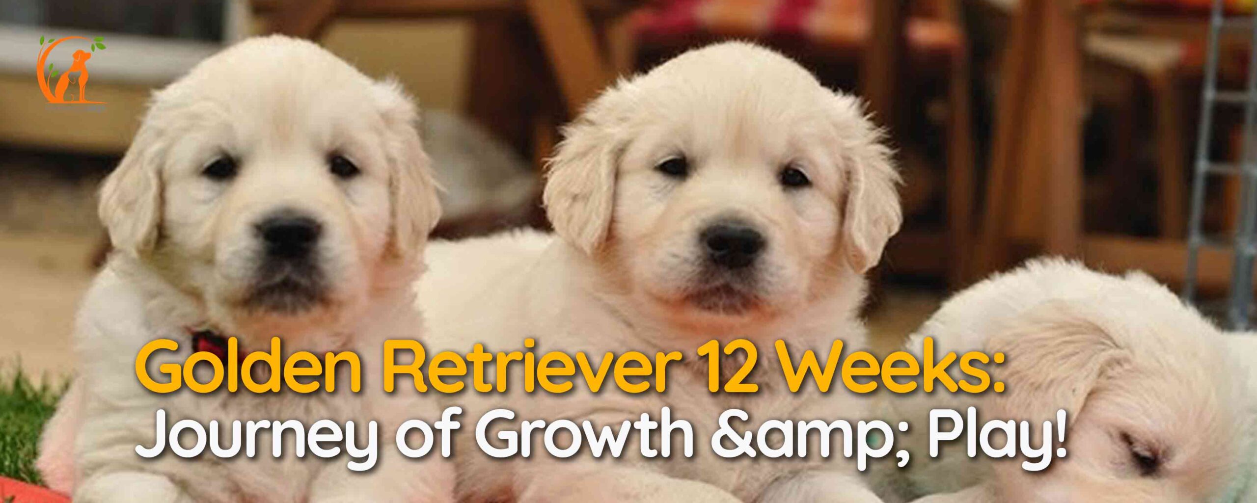 Golden Retriever 12 Weeks: Journey of Growth & Play!