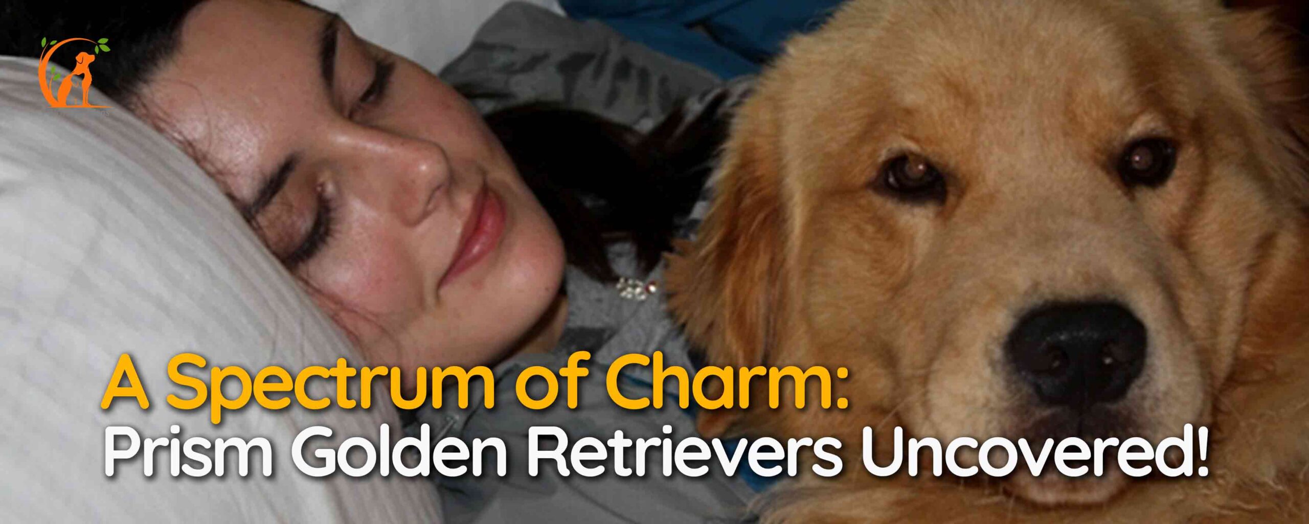 A Spectrum of Charm: Prism Golden Retrievers Uncovered!