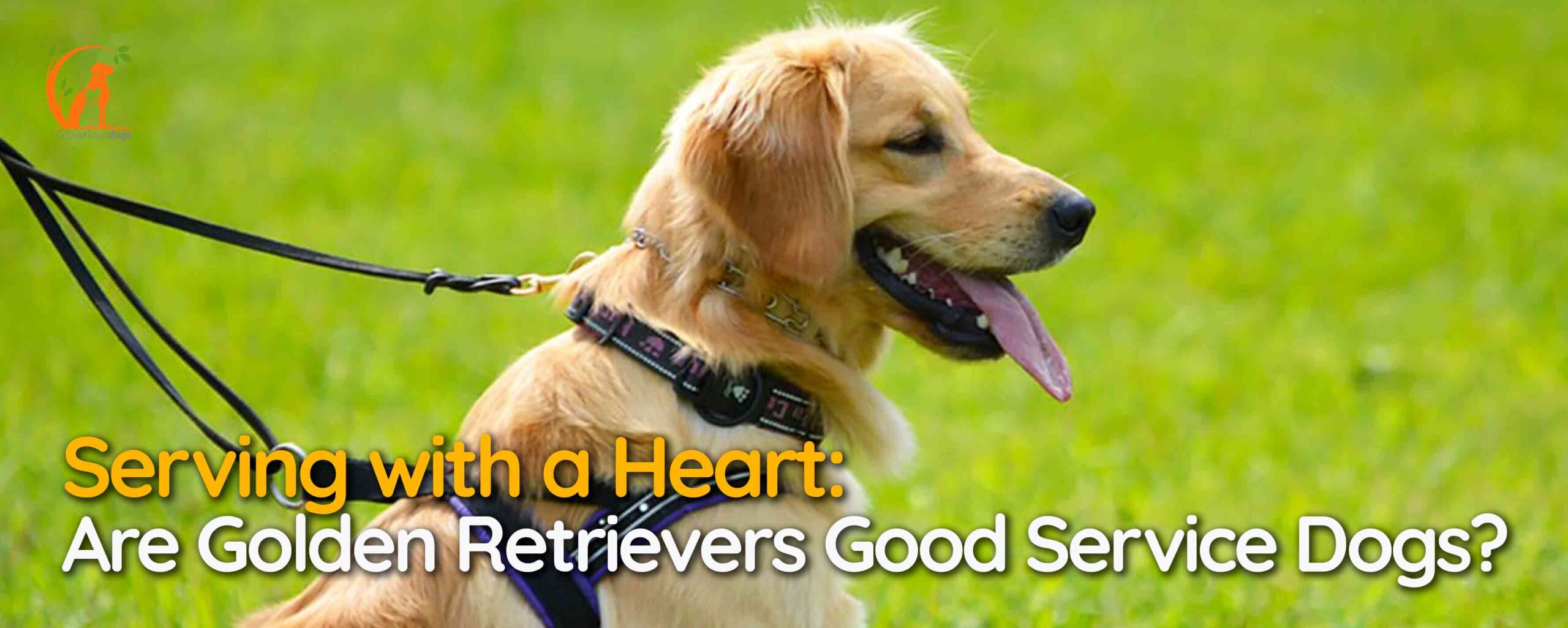 Serving with a Heart: Are Golden Retrievers Good Service Dogs?