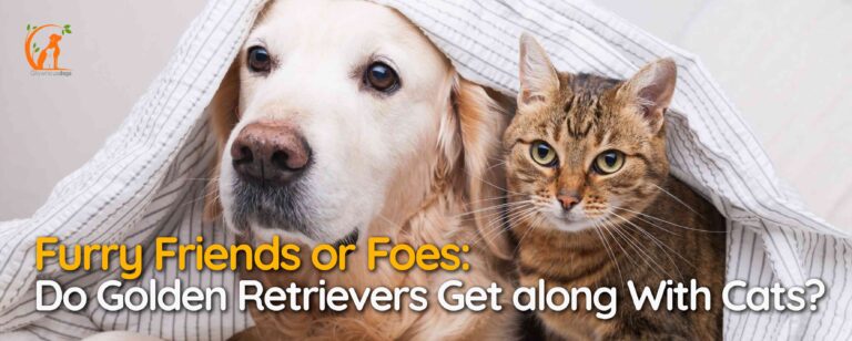 Furry Friends or Foes: Do Golden Retrievers Get along With Cats?