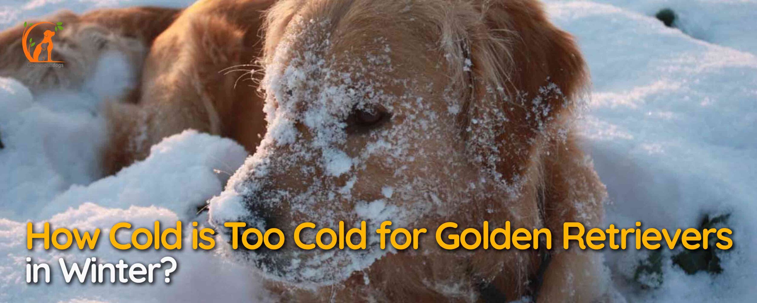 How Cold is Too Cold for Golden Retrievers in Winter?