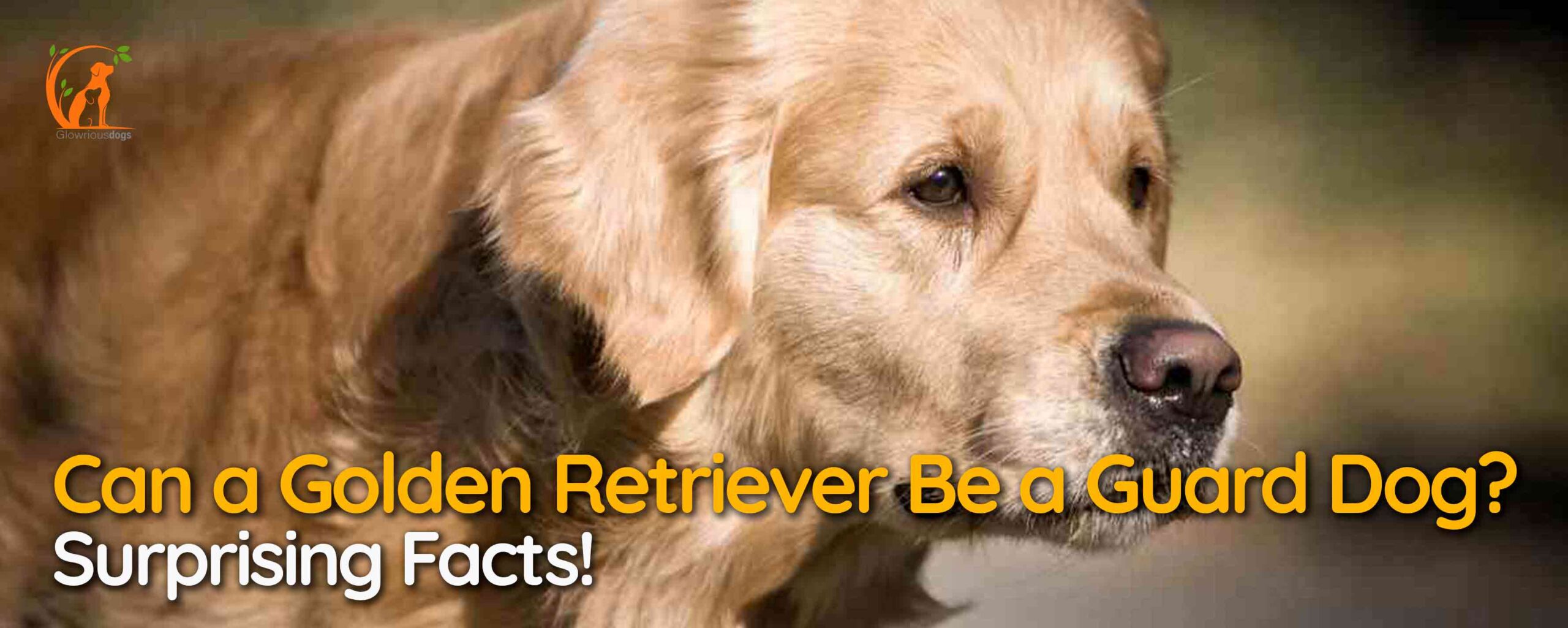 Can a Golden Retriever Be a Guard Dog? Surprising Facts!