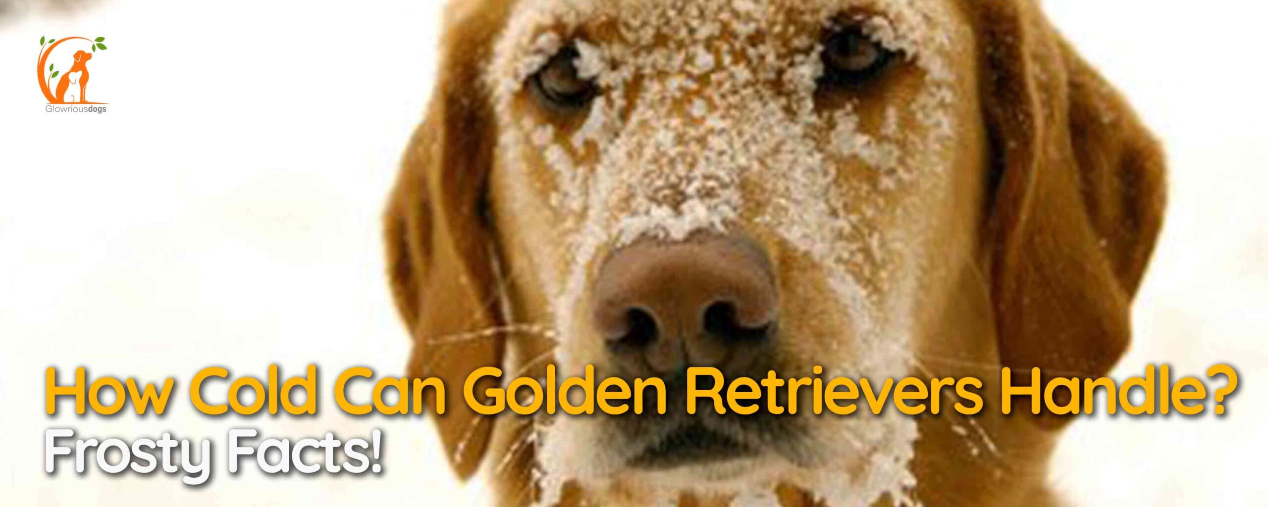 How Cold Can Golden Retrievers Handle? Frosty Facts!