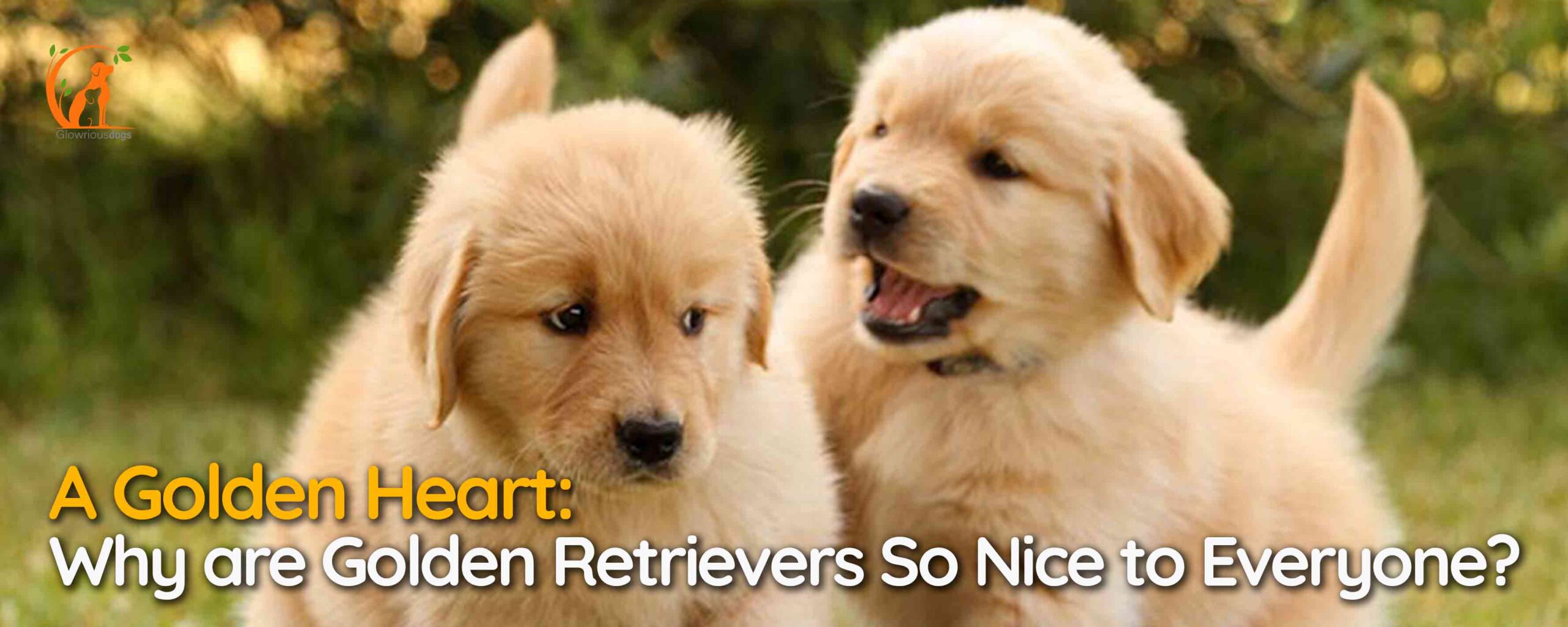 A Golden Heart: Why are Golden Retrievers So Nice to Everyone?