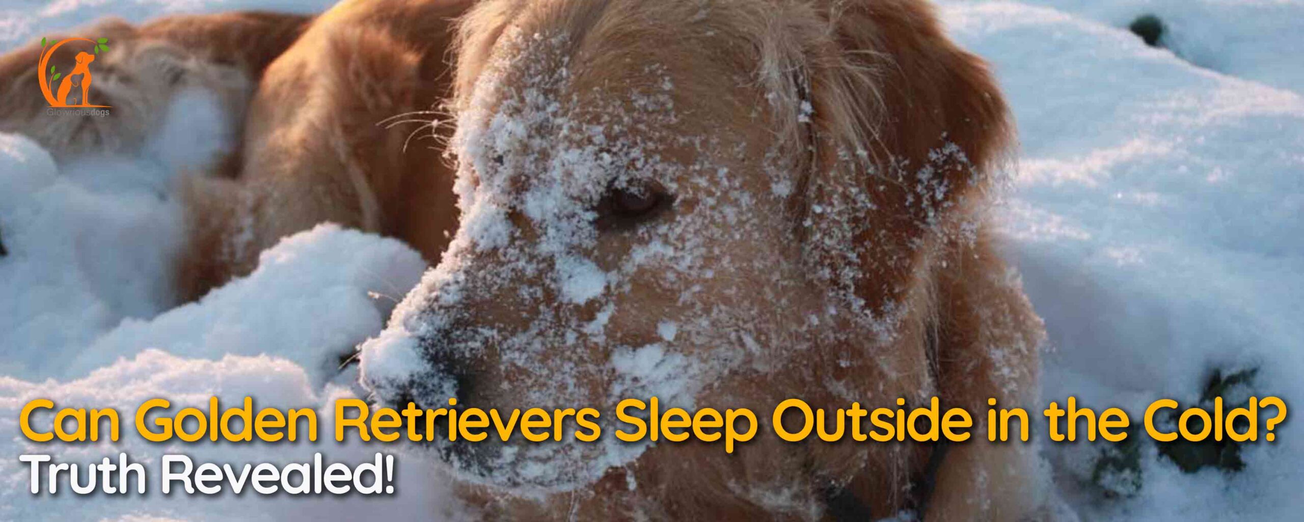 Can Golden Retrievers Sleep Outside in the Cold? Truth Revealed!