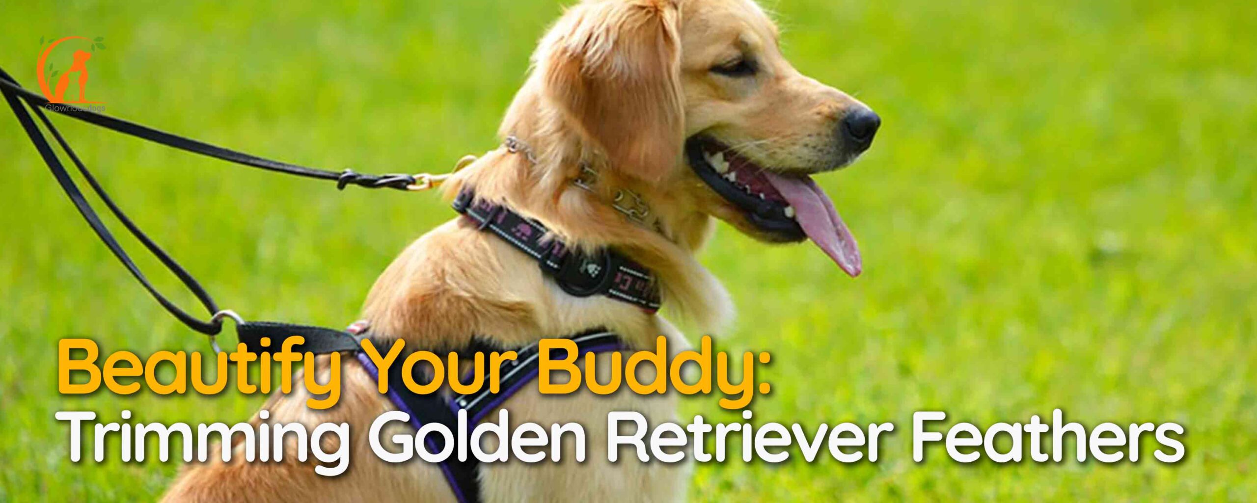 Beautify Your Buddy: Trimming Golden Retriever Feathers