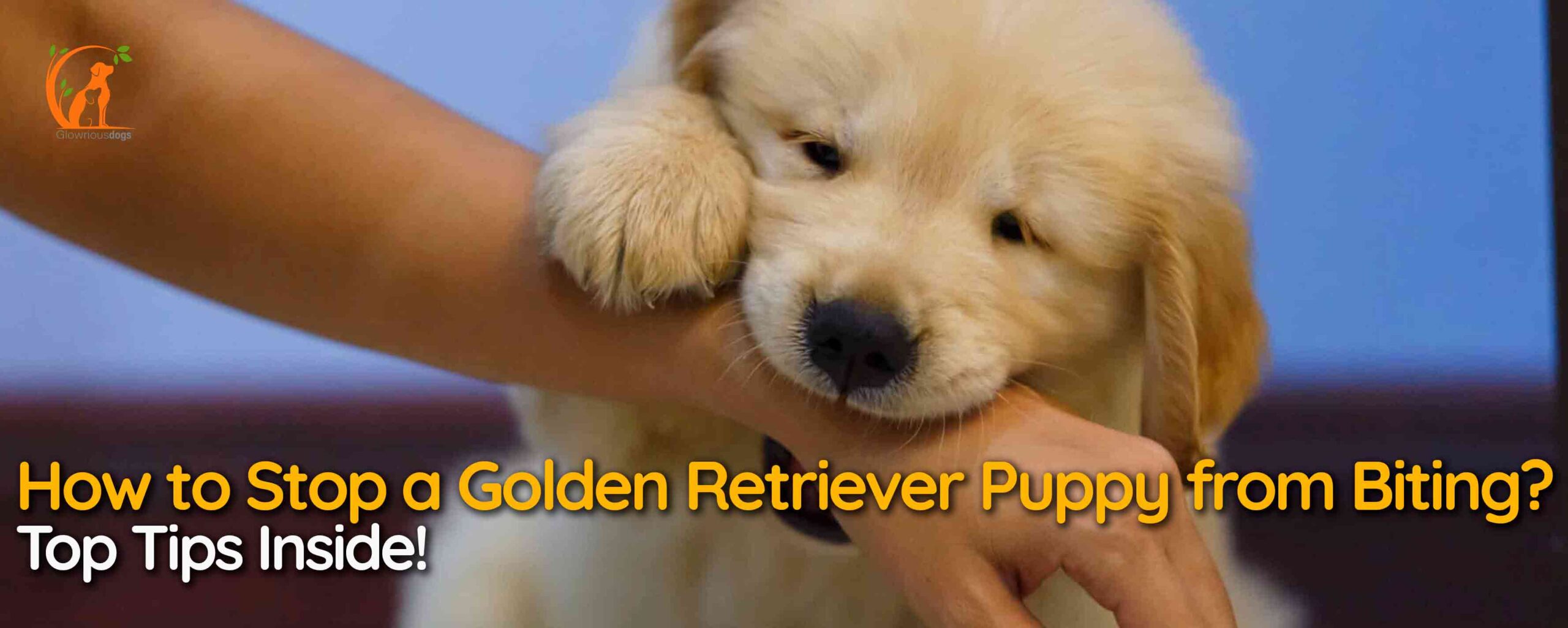 How to Stop a Golden Retriever Puppy from Biting? Top Tips Inside!