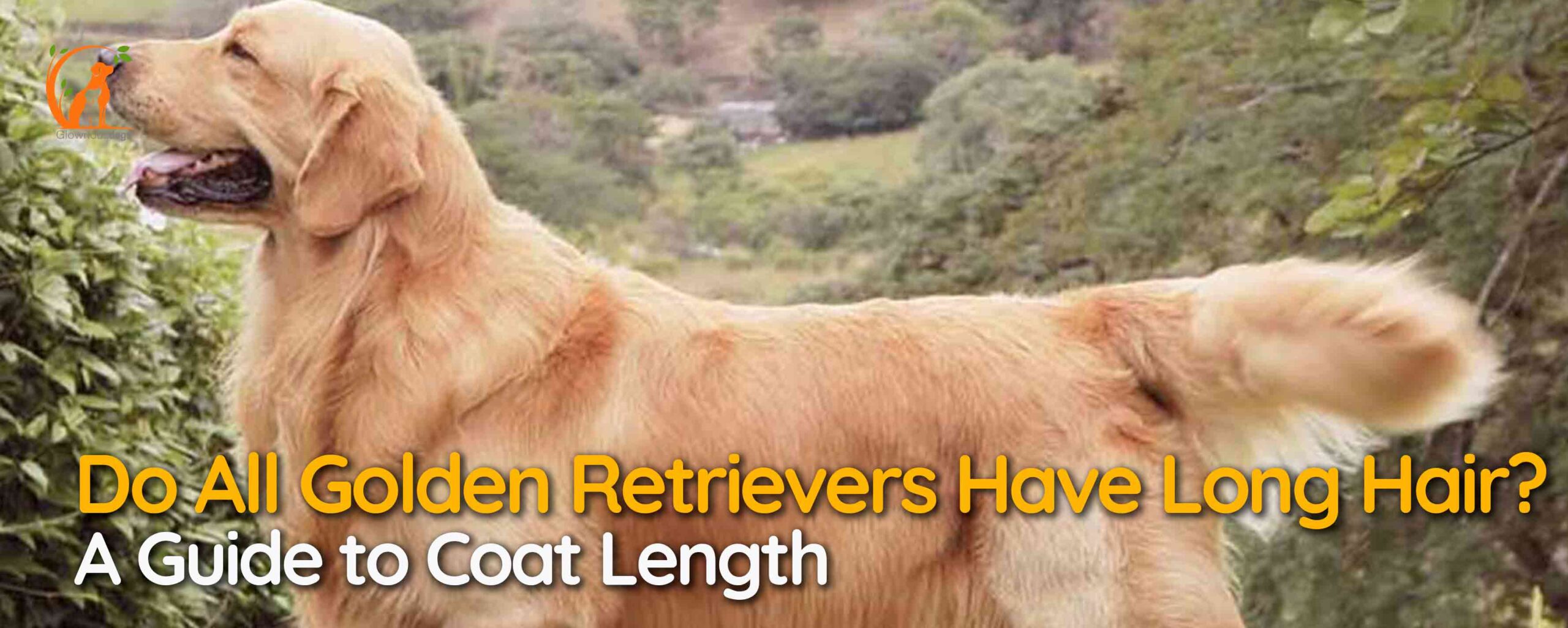 Do All Golden Retrievers Have Long Hair? A Guide to Coat Length