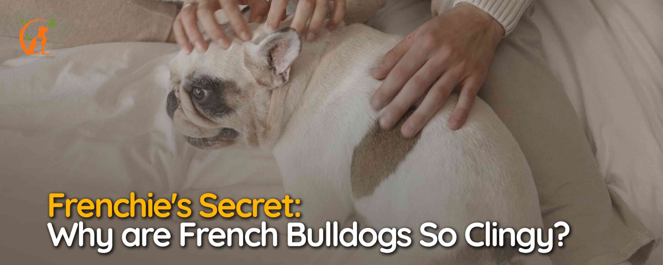 Why are French Bulldogs So Clingy