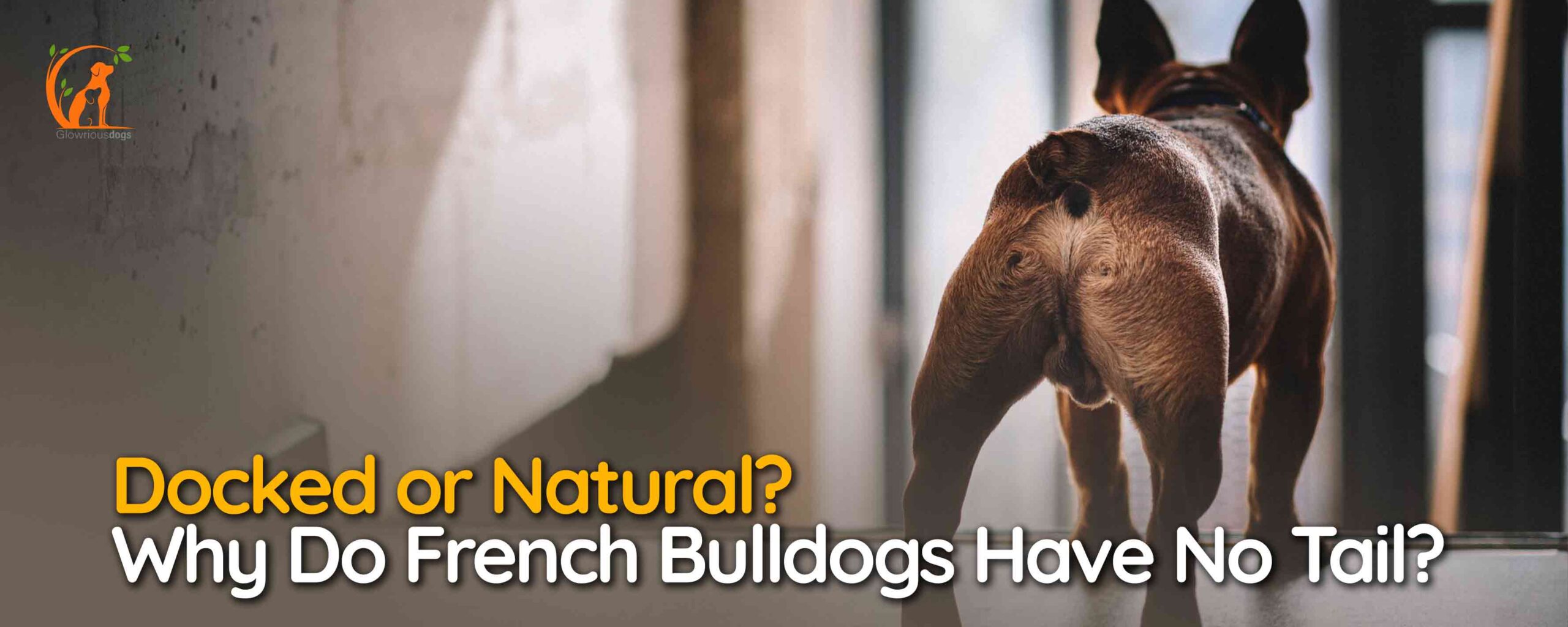 Why Do French Bulldogs Have No Tail