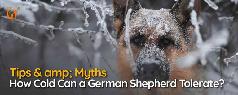 How Cold Can a German Shepherd Tolerate