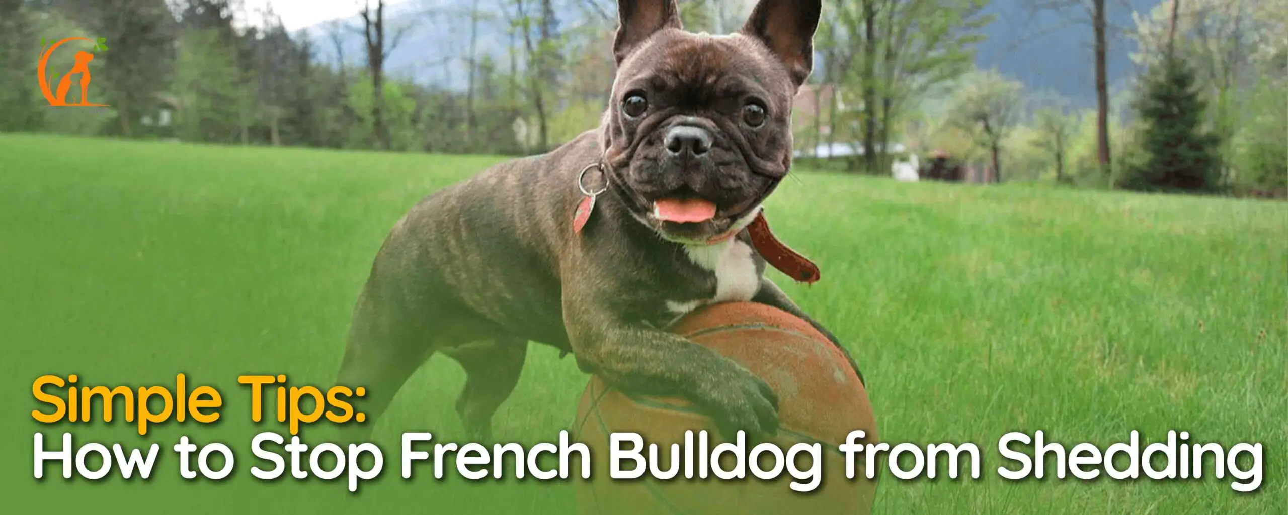 How to Stop French Bulldog from Shedding
