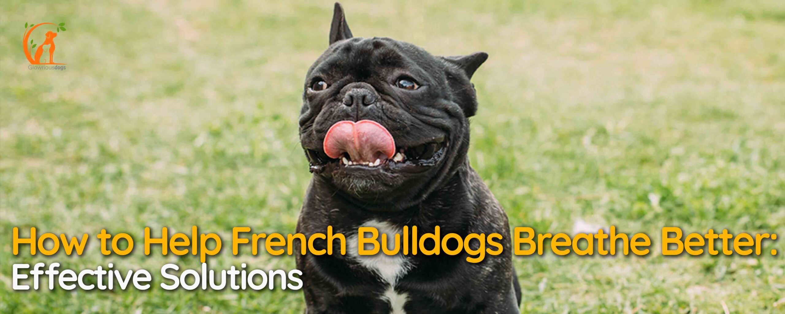 How to Help French Bulldogs Breathe Better: Effective Solutions