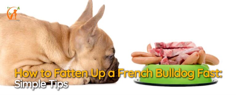 How to Fatten Up a French Bulldog Fast: Simple Tips