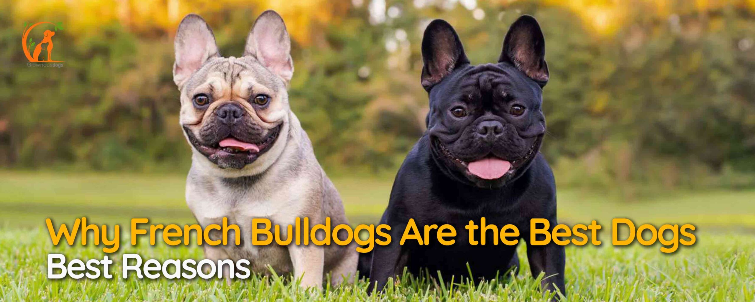Why French Bulldogs Are the Best Dogs - Best Reasons