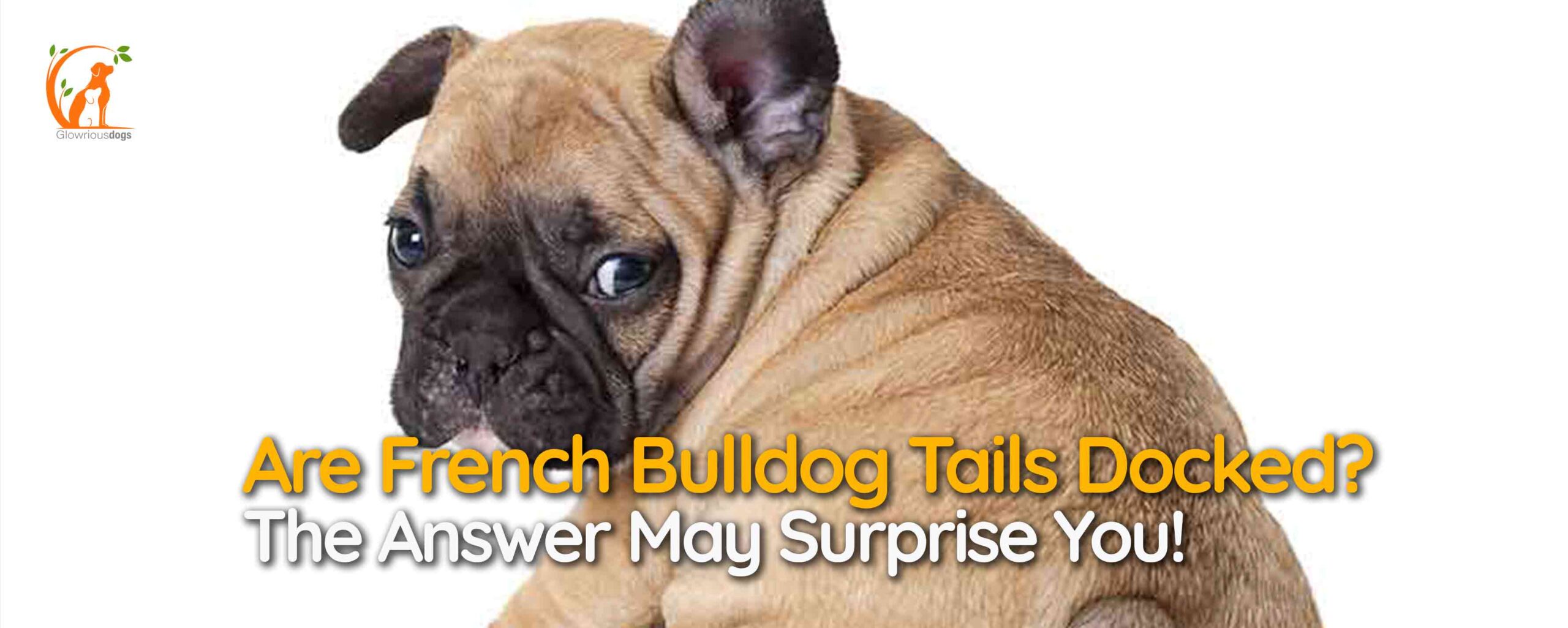 Are French Bulldog Tails Docked? The Answer May Surprise You!