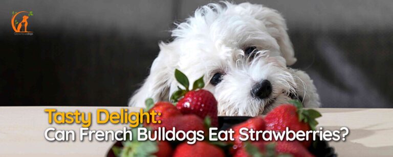 Tasty Delight: Can French Bulldogs Eat Strawberries?