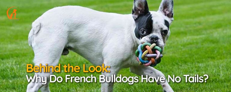Behind the Look: Why Do French Bulldogs Have No Tails?