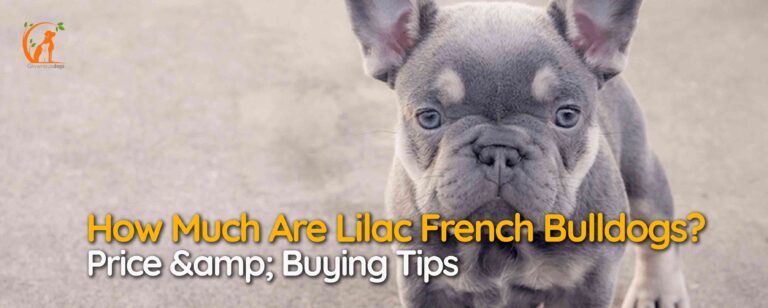 How Much Are Lilac French Bulldogs? Price & Buying Tips