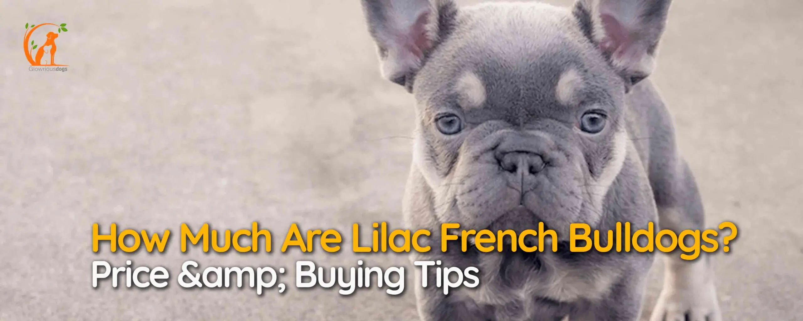 How Much Are Lilac French Bulldogs? Price & Buying Tips