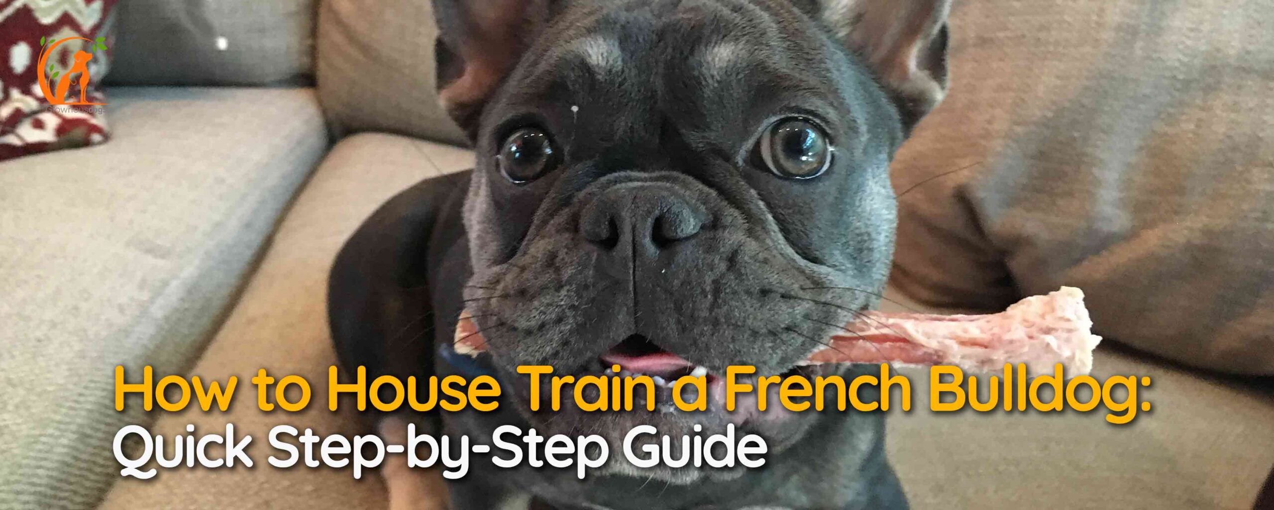How to House Train a French Bulldog: Quick Step-by-Step Guide