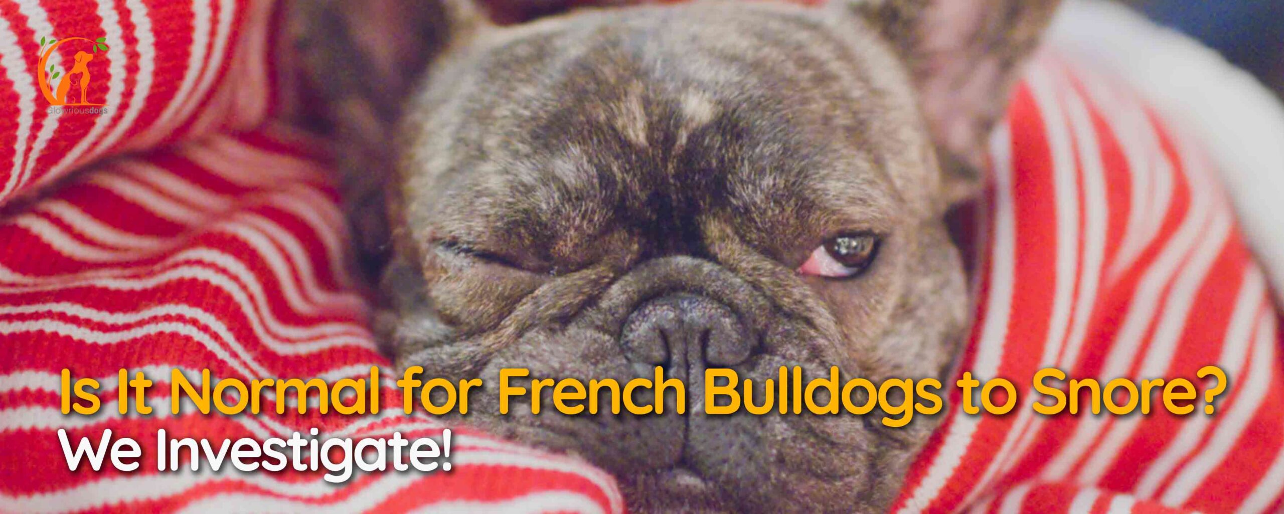 Is It Normal for French Bulldogs to Snore? We Investigate!