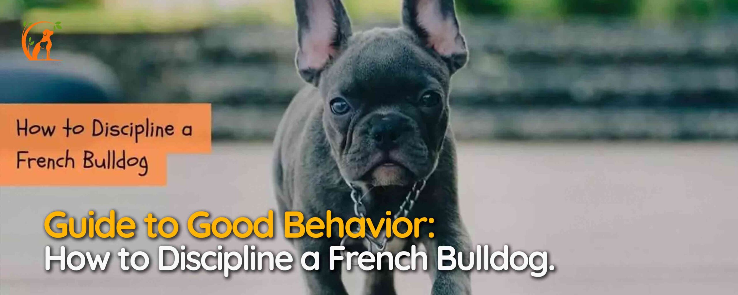 Guide to Good Behavior: How to Discipline a French Bulldog.
