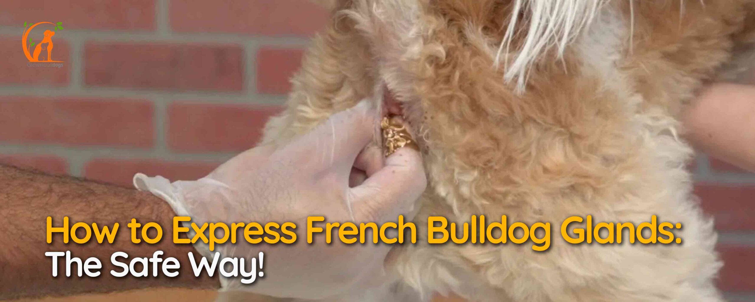 How to Express French Bulldog Glands: The Safe Way!