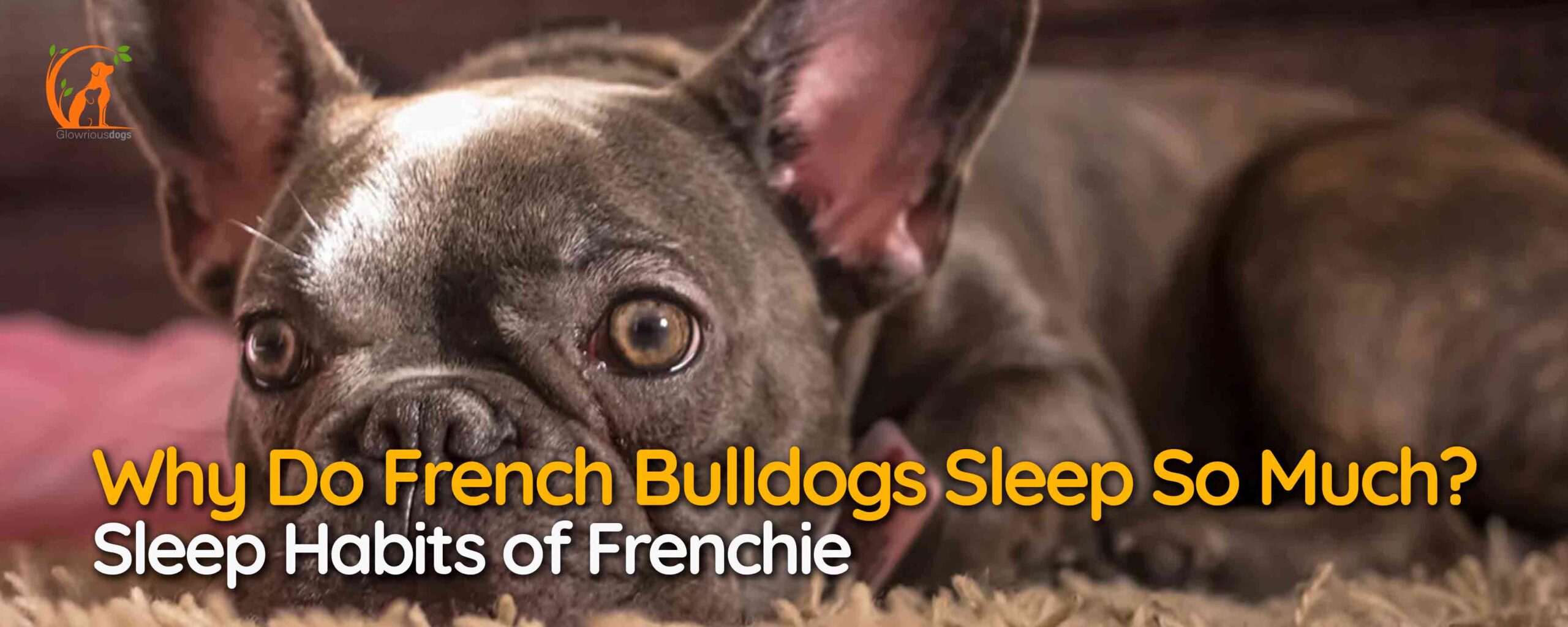Why Do French Bulldogs Sleep So Much? Sleep Habits of Frenchie