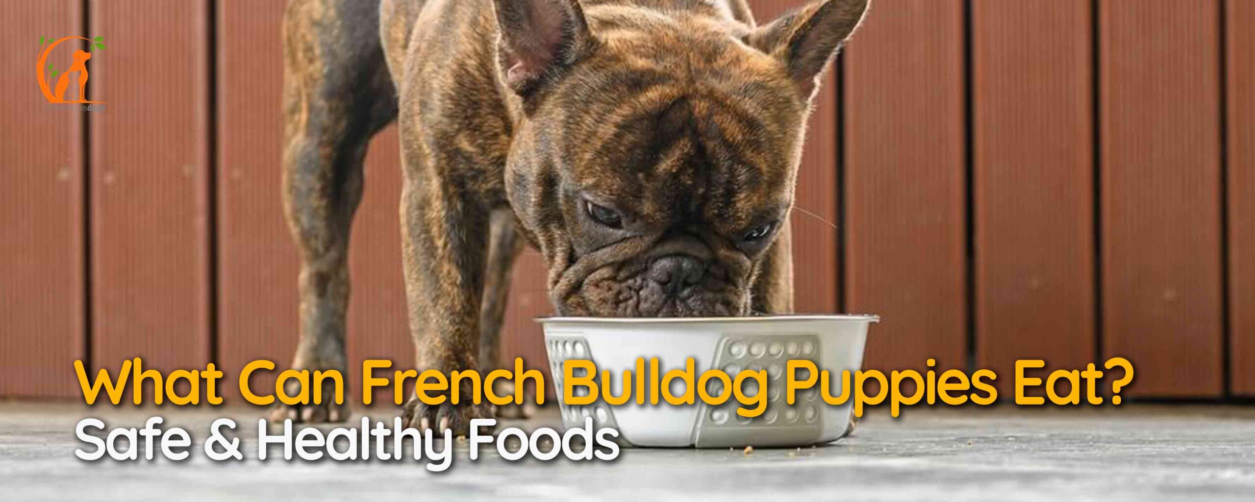 What Can French Bulldog Puppies Eat? Safe & Healthy Foods