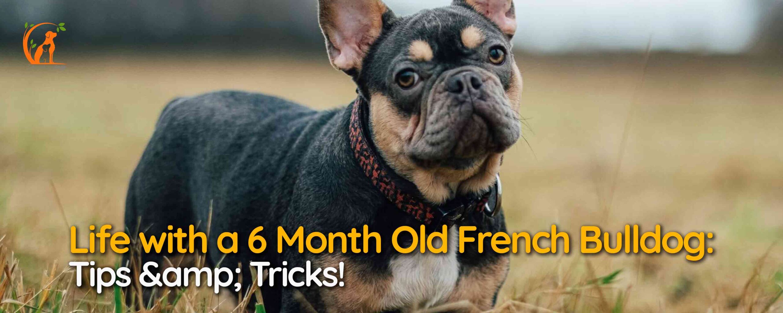 Life with a 6 Month Old French Bulldog: Tips & Tricks!